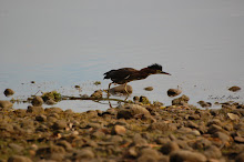 Green Heron with hackles up