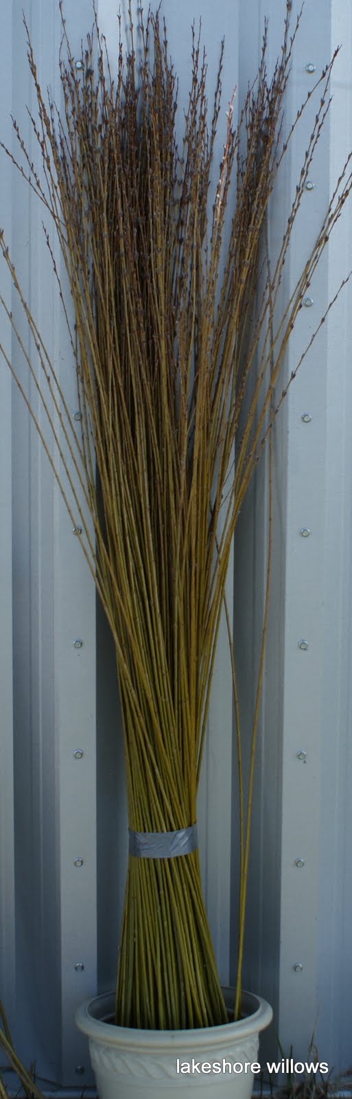 Willows Willow harvest and the beginning of a new season