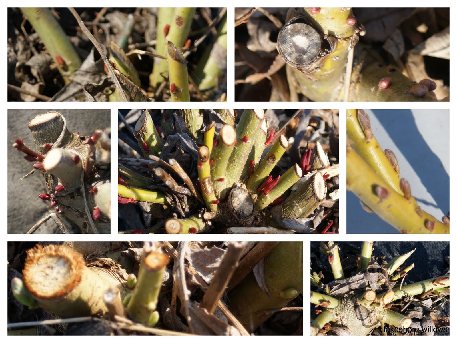 Willows Willow harvest and the beginning of a new season