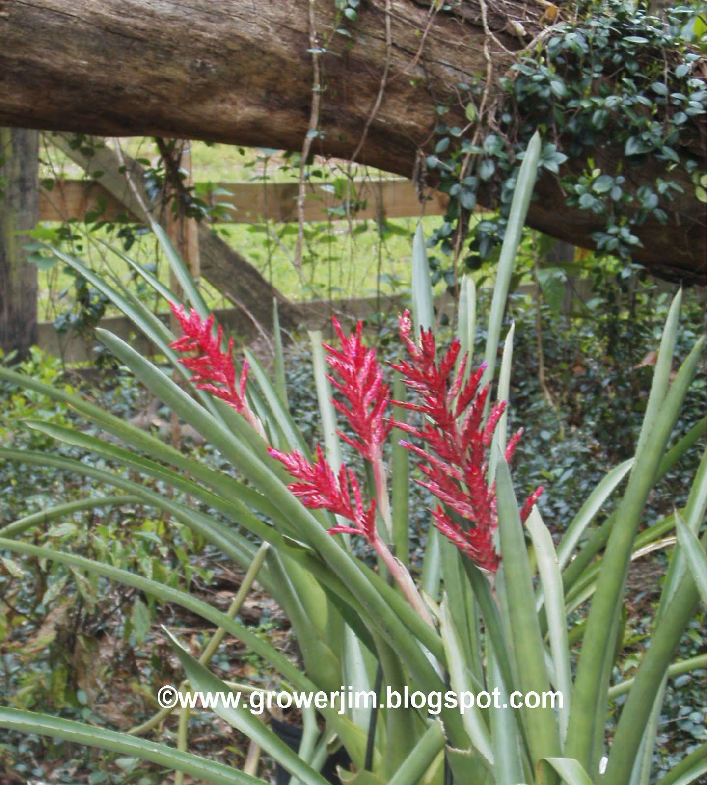 aechmea distichantha
