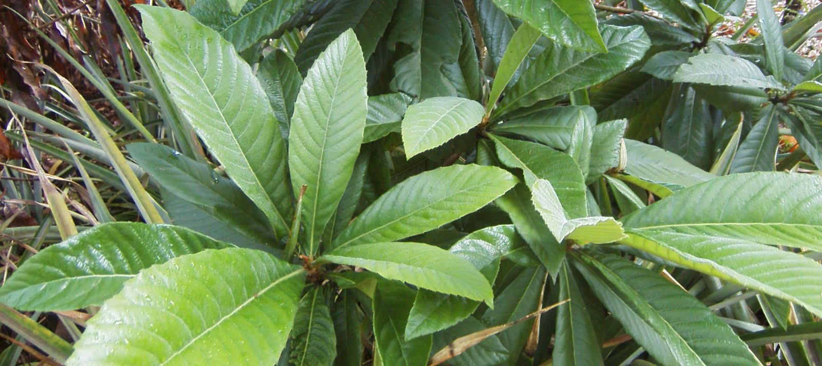 Garden Adventures Loquat (Eriobotrya japonica)