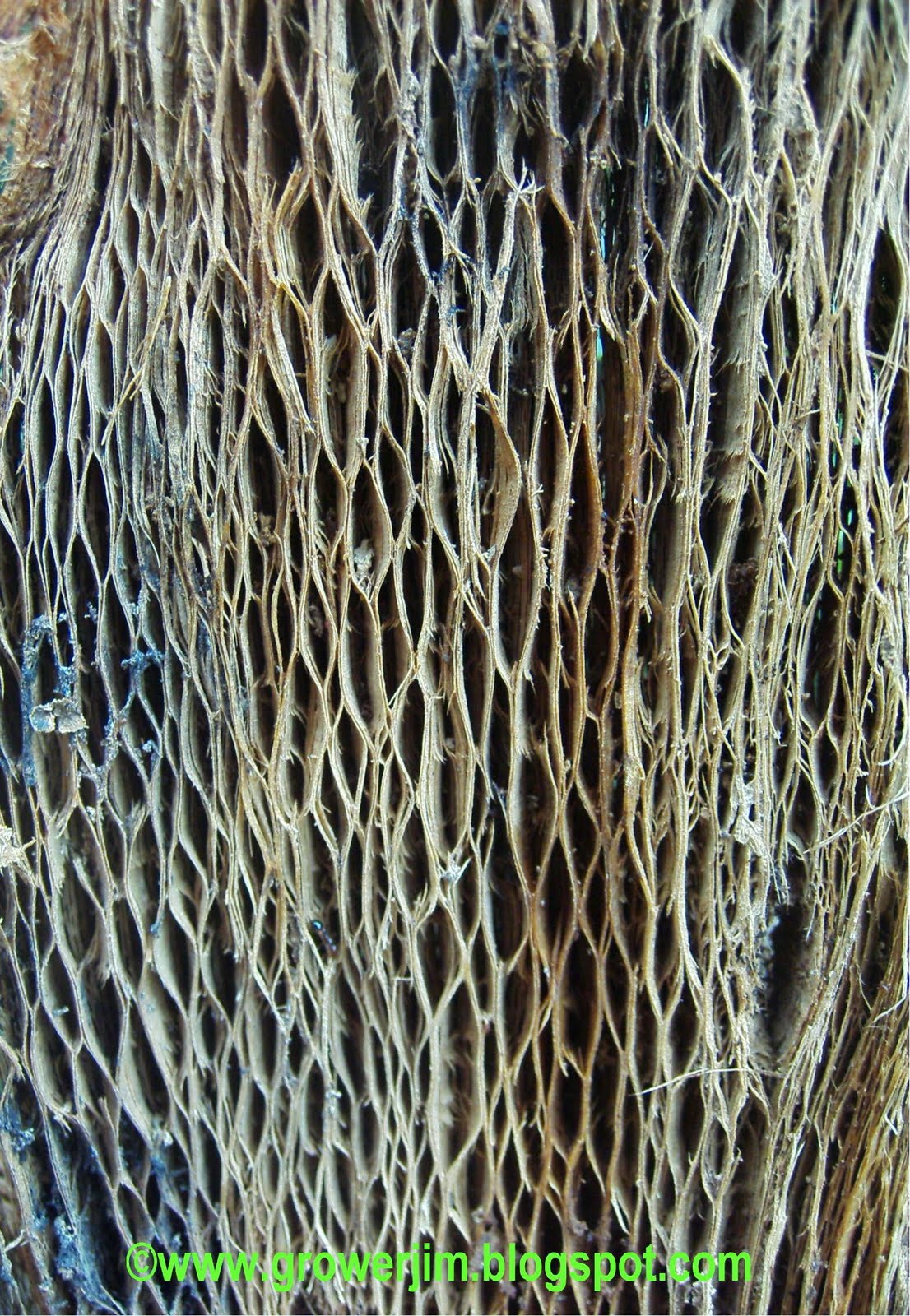 Papaya Pruning Papaya Pruning