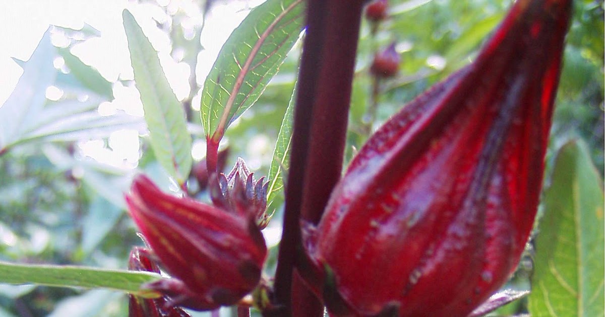 Garden Adventures Hibiscus sabdariffa (Roselle)