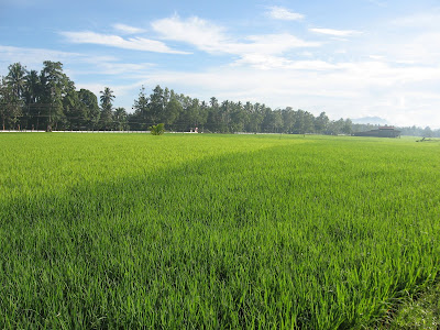 Jaro Leyte Rice Farm