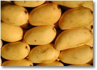Philippine Mango