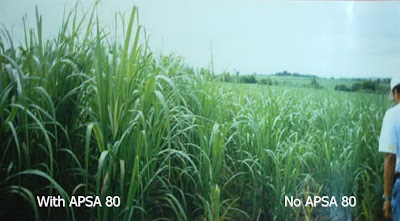 Sugarcane