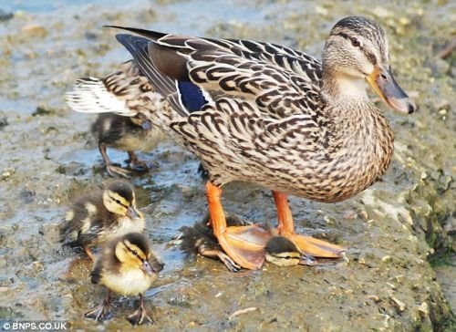 [duck.bmp]
