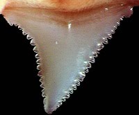Dente de tubarão branco com 7,23 cm