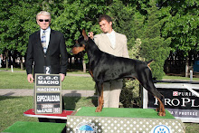 BADEN BADEN DARK PRINCE