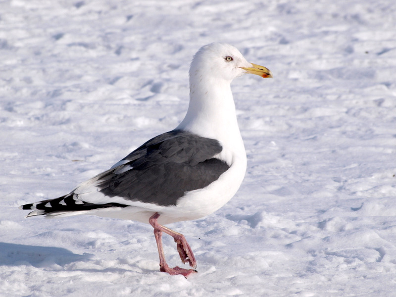 [P2048522-1.JPG]