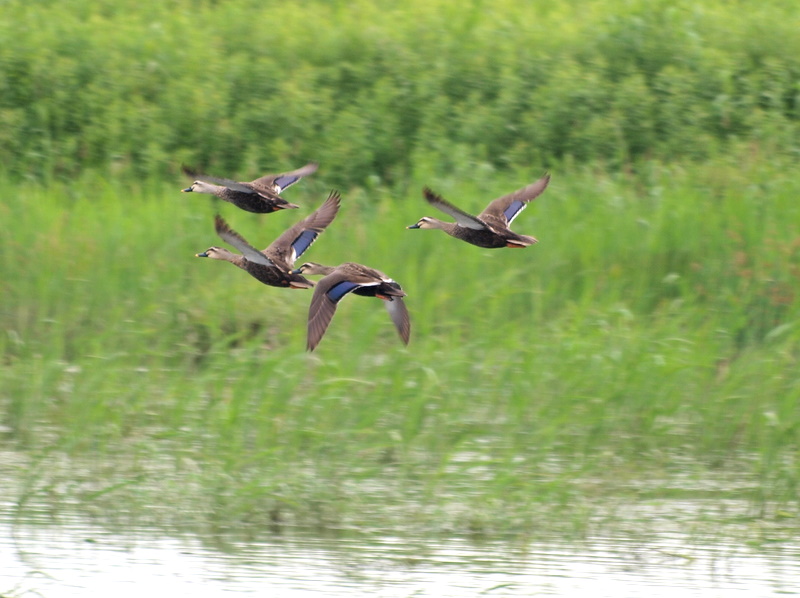 [P7218252-1.JPG]