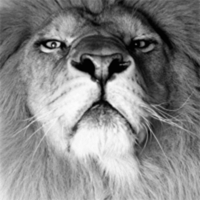 [leão.gif]
