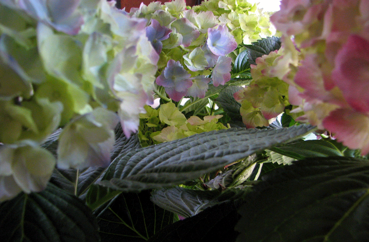 [hydrangea.gif]