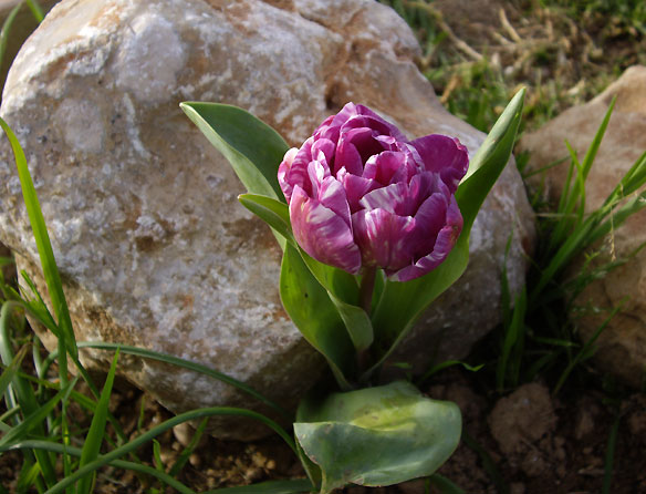 [tulipa3.jpg]