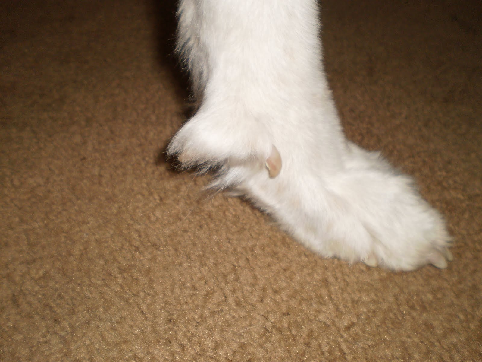 dew claw dog breed dew claw dog breed