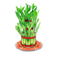 The Bamboo plant!