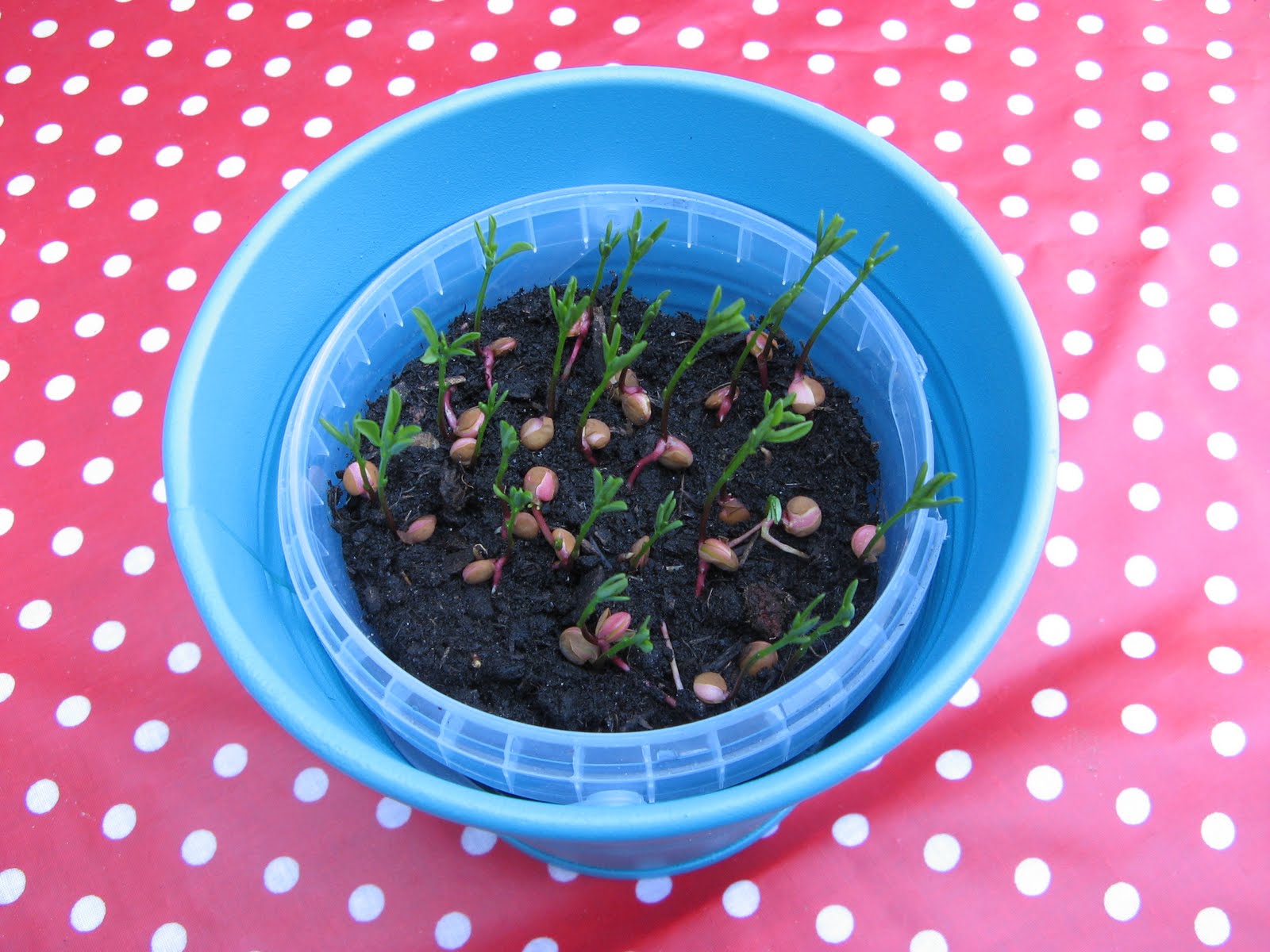 My Mama Day: How to grow lentils