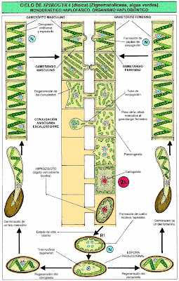spirogyra algae