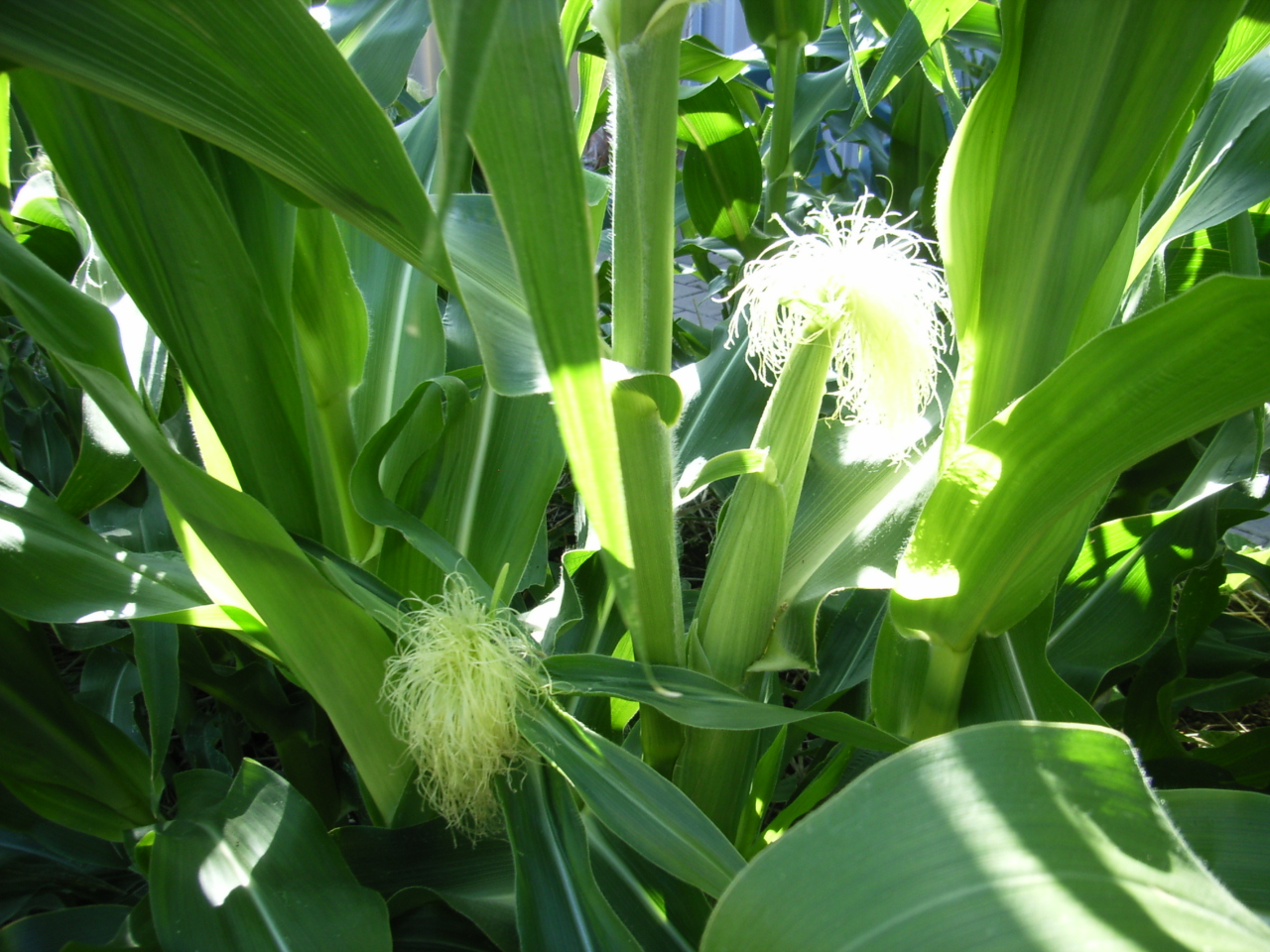 perpendicular pumpkin Flowering Corn