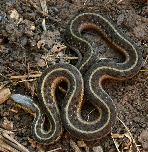 The Öko Box Garter Snake, Dark Brown With Yellow Stripes