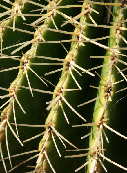 [cactus+at+zoo.jpg]