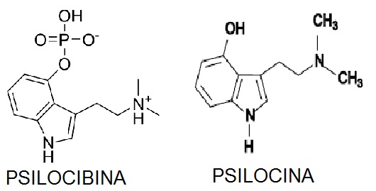Resultado de imagen de PSILOCIBINA