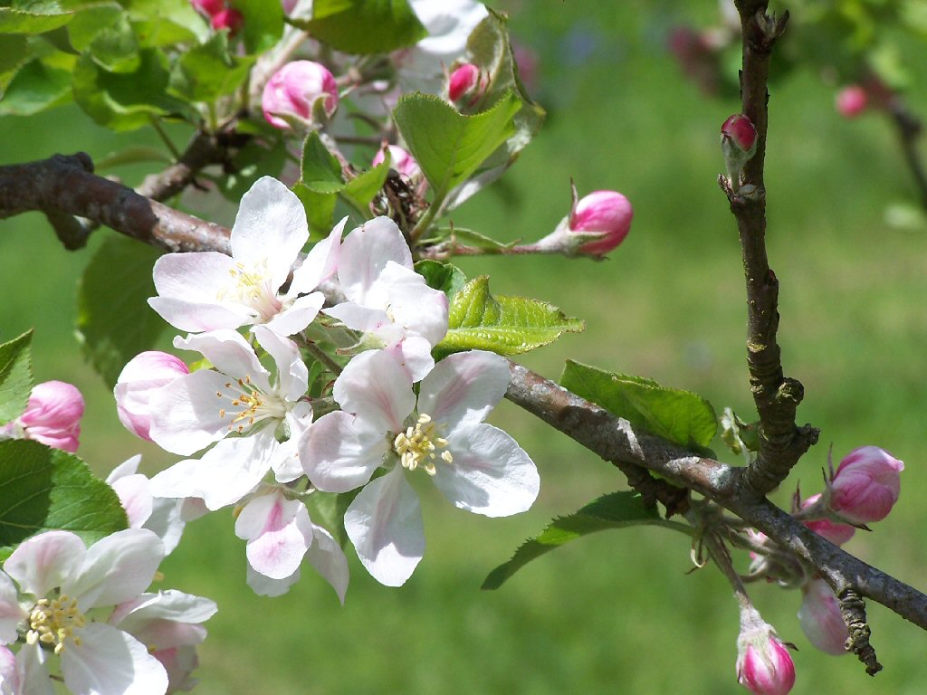 360 DEGREES WORLDWIDE Early Apple Blossom Triggers Concern Of Deadly Frost