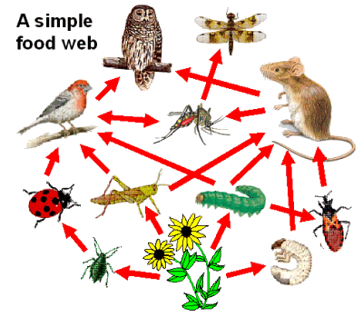 forest food web examples. animal food web examples. forest food web examples.
