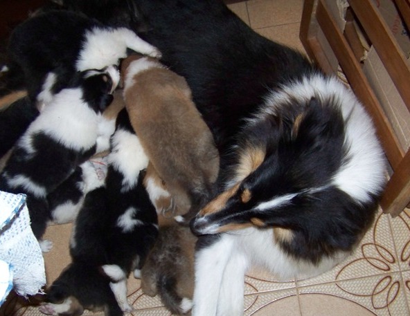 3era camada - Octubre 2009 (Mili x Alenclaud Aaron)