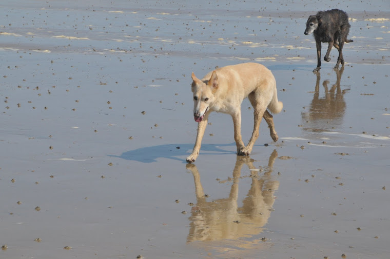 Hudson and Ripley at Cooden Beach