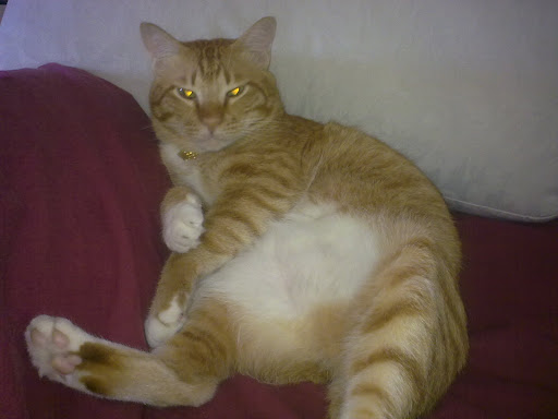 Fat Orange Cat Writes When Fat Orange Cat Starts To Write