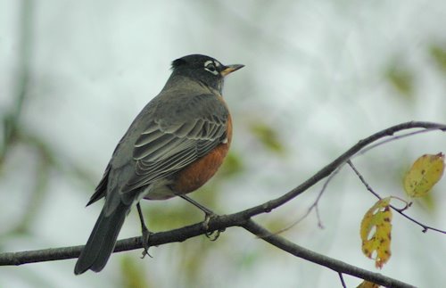 [fall_robin.jpg]