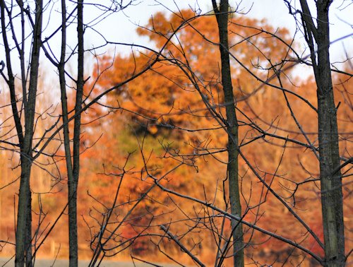 [bare_trees.jpg]
