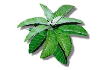 http://1.bp.blogspot.com/_8ZhGYdd4xZA/SDgkld4F0wI/AAAAAAAAAC8/CC-7SIWPaRE/s320/sambong2.jpg