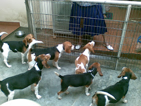 Euaggelion Jual Cepat Anak Anjing Beagle