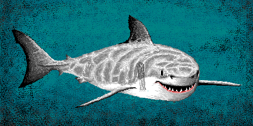 [public+domain+shark.gif]
