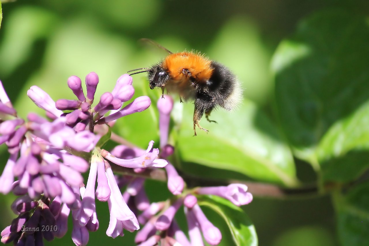 Mina foton ~~ My photos: Hushumla (Bombus hypnorum) Tree Bumblebee