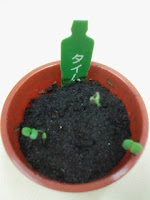 育てて楽しむ「小さな植木鉢」～Petit Planter～タイム観察日記１５日目の巻。