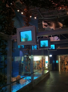 国立科学博物館の地球館、ジャイアントケルプの海