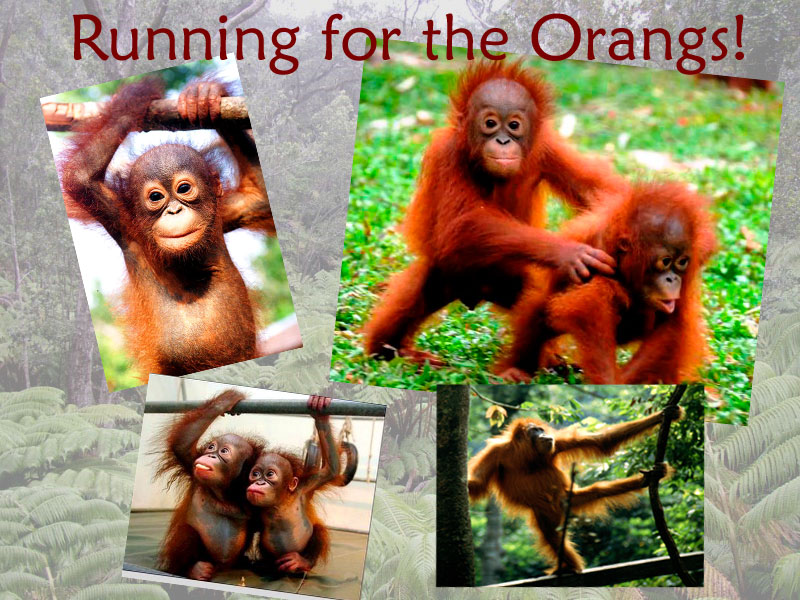 Running For the Orangs!