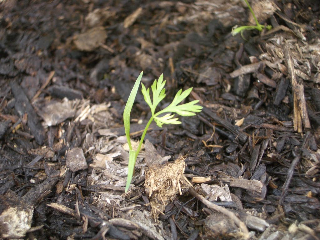 little backyard garden Carrots sprouts are still growing.