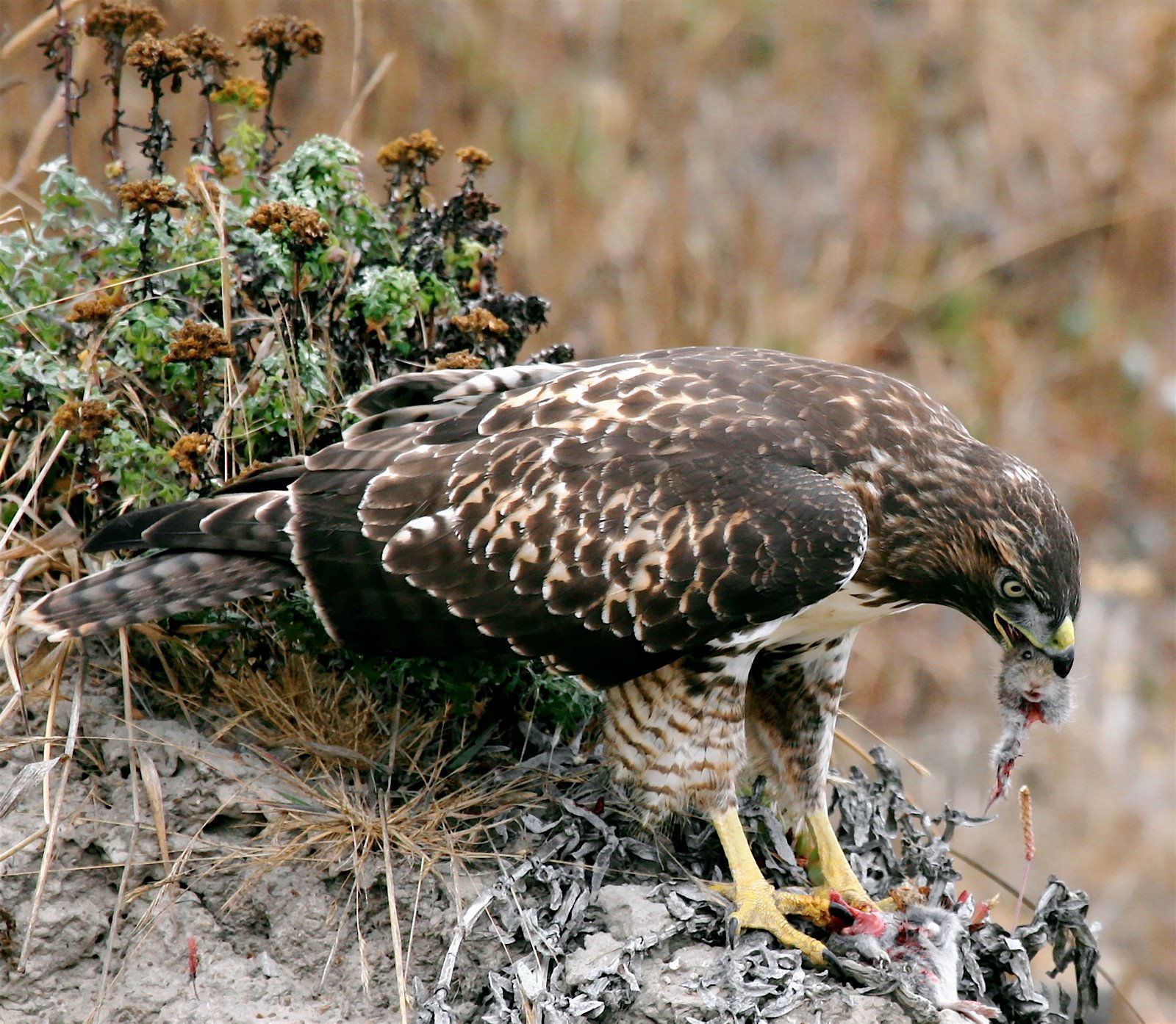 [Hawk_eating_prey.jpg]