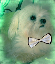 Mango the Maltese