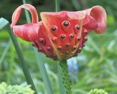 An alien flower ?