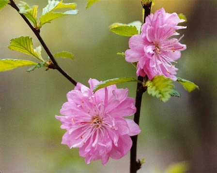 [Prunus+Triloba4.jpeg]