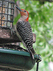 Red Bellied Woodpecker