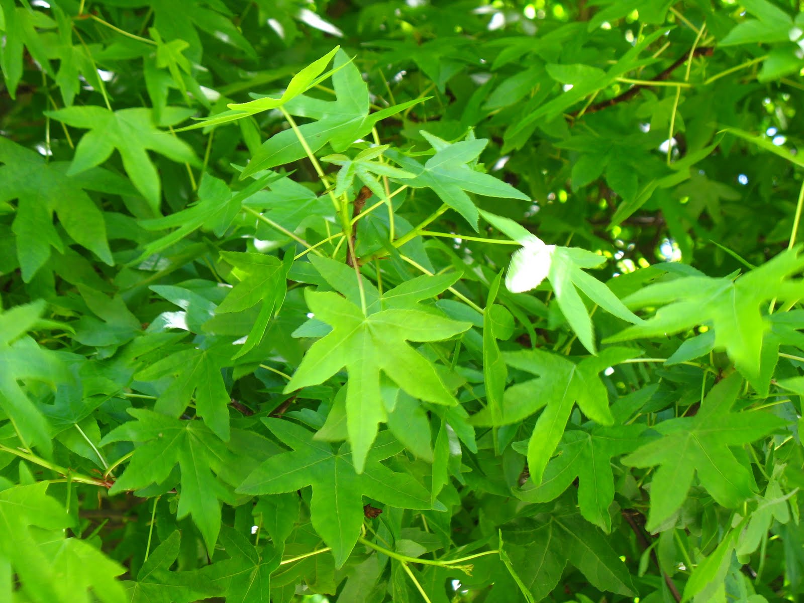 Tree Identification Liquidambar orientalis Oriental Sweet Gum
