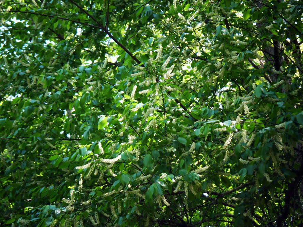 Prunus caroliniana - Carolina