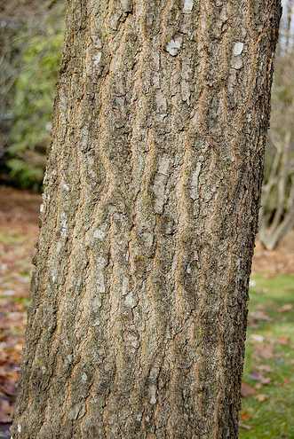 elm tree bark photo. elm tree bark pictures. elm