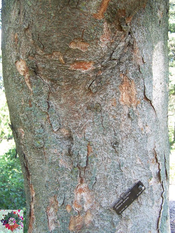Zelkova+serrata+bark
